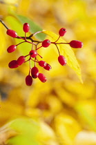 Rowan, Korean Mountain ash, Sorbus alnifolia, A sprig of red berries of the against soft focus yellow leaves.