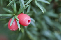 Yew, Irish Yew, Taxus baccata fastigiata, Close view of two red berries with green needles.