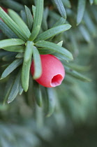 Yew, Irish Yew, Taxus baccata fastigiata, Close view of a single red berry with green needles.