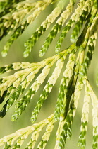 Hedge, Western red cedar, Thuja plicata 'Zebrina', Close view showing the variagated needles.