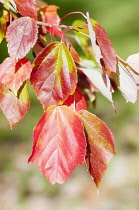 Maple, Tatar Maple, Acer tataricum, Red autumn leaves on a twig.