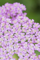 Yarrow, Achillea millefolium 'Pretty Belinda, Close view of the mass of tiny pink flowers that make up each flowerhead.