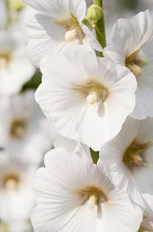 Hollyhock, Alcea rosea, Close view of a stem with several funnel-shaped white flowers.
