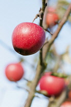 Apple, Malus domestica 'Pinnova', Red apples on bare twigs against a pale blue sky.