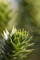 Monkey puzzle tree, Araucaria araucana, The tip of a branch -showing the sharp pointed end to the leaves.
