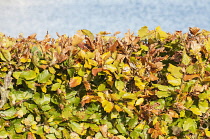 Beech, Fagus sylvatica, A dense hedge of leaves are turning from green to yellow and finally brown.