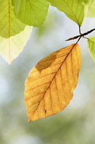 Beech, Fagus sylvatica, single backlit yellow brown leaf on a twig, with others above.