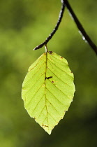 Beech, Fagus sylvatica, single backlit green leaf on a twig.