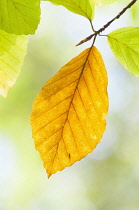 Beech, Fagus sylvatica, single backlit yellow brown leaf on a twig.