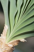 LKwaslelie, Boophone haemanthoides, leaves emerging from the bulb making graphic shapes.