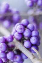 Beauty berry, Callicarpa bodinieri var. giraldii 'Profusion', Close view of the violet berries on bare twigs in the autumn.