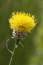 AKnapweed,Centaurea glastifolia, single head of the yellow flower.