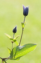 Clematis, Clematis 'Arabella',Two blue buds backlit in sunshine.