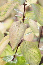 Dogwood, Golden Tartarean dogwood, Cornus alba 'Aurea', Autumn stems of golden yellow leaves are fading and aquiring a pale pink tinge.