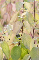 Dogwood, Golden Tartarean dogwood, Cornus alba 'Aurea', Autumn stems of golden yellow leaves are fading and aquiring a pale pink tinge.