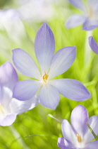 Crocus, Autumn crocus, Crocus goulimyi, Close view of an open flower.