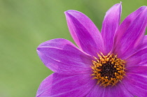 Dahlia, Dahlia 'Magenta Star', Close cropped view of a pink flower showing the yellow stamen.