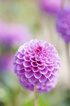 Dahlia, Pompon Dahlia, Dahlia 'Jan van Scheffelaar, Several stems of the pink globe shapes flowers----