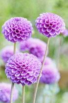 Dahlia, Pompon Dahlia, Dahlia 'Jan van Scheffelaar, Several stems of the pink globe shapes flowers----