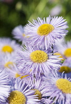 Fleabane, Erigeron 'Prosperity, Several mauve daisy flowers with yellow stamen.