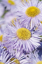 Fleabane, Erigeron 'Prosperity, Several mauve daisy flowers with yellow stamen.