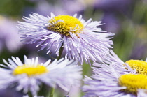 Fleabane, Erigeron 'Prosperity, Several mauve daisy flowers with yellow stamen.