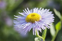 Fleabane, Erigeron 'Prosperity, Several mauve daisy flower with yellow stamen.