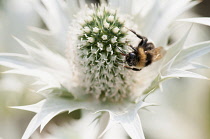 Sea holly, Miss Wilmott's ghost, Eryngium giganteum, Close up view. of a Bee on the flower.
