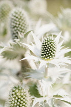 Sea holly, Miss Wilmott's ghost, Eryngium giganteum, Several flower heads.