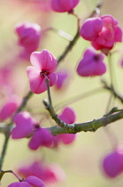 Spindle Tree, Euonymus hamiltonianus 'Pink delight', Seed capsules on branch.