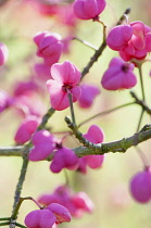 Spindle Tree, Euonymus hamiltonianus 'Pink delight', Seed capsules on branch.