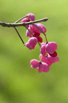 Spindle Tree, Euonymus hamiltonianus 'Pink delight', Seed capsules on branch.
