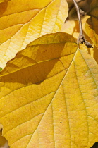 Mountain witch alder, Fothergilla major, Close view of a couple of yellow autumn leaves.