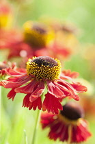 Helen's flower, Sneezeweed, Helenium 'Moerheim Beauty', Close view of a flower with others in soft focus behind.
