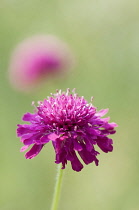 Cornflower, Perennial cornflower, Knautia macedonica, A single purple flower.