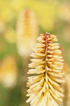 Red hot poker, Kniphofia 'Tawny King, A single spire of the pale orange flwoer with others soft focus behind.