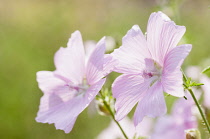 Musk mallow, Malva moschata, Flowering stems growing outdoor.