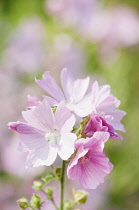 Musk mallow, Malva moschata, Flowering stems growing outdoor.