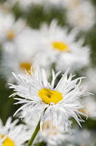 Daisy, Ox-eye daisy, Leucanthemum x superbum 'Phyllis Smith', Single flower of this shaggy fringed petalled daisy.