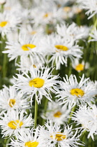 Daisy, Ox-eye daisy, Leucanthemum x superbum 'Phyllis Smith', Single flower of this shaggy fringed petalled daisy.