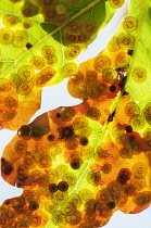 Oak, Quercus robur, Spangle galls, Neuroterus quercusbaccarum on common oak, Close view of two backlit leaves showing the eggs of this parasitic wasp.