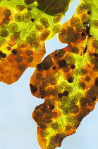 Oak, Quercus robur, Spangle galls, Neuroterus quercusbaccarum on common oak, Close view of two backlit leaves showing the eggs of this parasitic wasp.