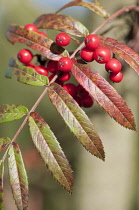 Rowan, Esserteau's Rowan, Sorbus esserteauana x Sorbus scalaris, Close view of leaf and red berries.