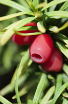 Yew, Common Yew ?�Standishii??, Taxus baccata 'standishii', Close view of the red berries and leaves.
