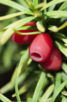 Yew, Common Yew ?Standishii??, Taxus baccata 'standishii', Close view of the red berries and leaves.