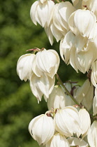 Yucca, Yucca aloifolia 'Vittorio Emanuele II', Close up of the white flowers.