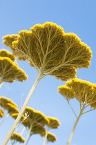 Yarrow, Achillea 'Coronation Gold', Several flat yellow flower heads viewed from beneath showing the tree like structure against a blue sky.