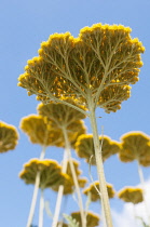 Yarrow, Achillea 'Coronation Gold', Several flat yellow flower heads viewed from beneath showing the tree like structure against a blue sky.