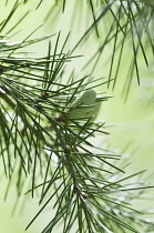 Deodar tree, Cedrus deodara, A cone hanging on a branch showing the fine needles.