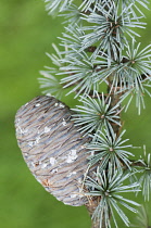 Blue atlas cedar, Cedrus atlantica Glauca Group, A cone hanging on a branch showing the rosettes of needles.